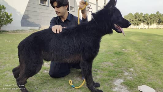 (pair) Highted Male Black German shepherd & Black & Tane Female