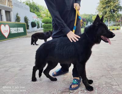 (pair) Male Black German shepherd & Female Urgent sale