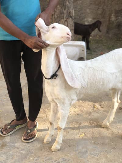 Top quality gulabi female 1 month pregnant