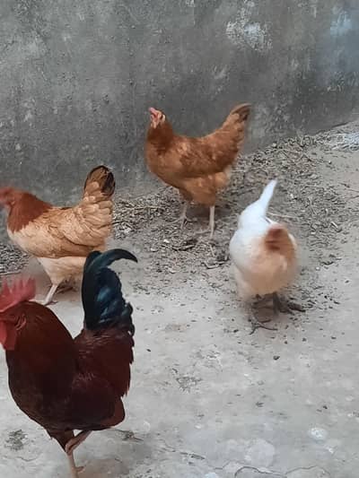 DESI MURGHA AUR 3 DESI MURGHYA KA SET  FOR SALE WITH PINJARA