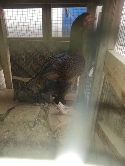 aseel two female pure pakistani