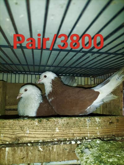 Fancy Pigeons high quality