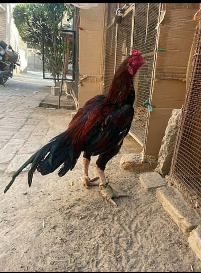 1 + 2 ka set hy price munasib ha