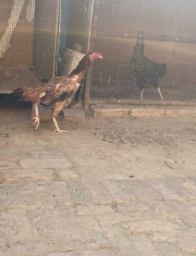 1 murgi hy munasib price ma