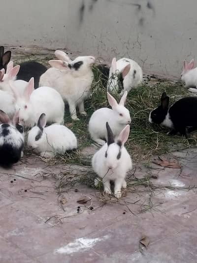 All rabbits for sale.