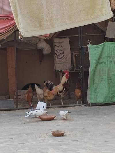 Aik murga or 4 murgiya hai sb andy dy ti hai