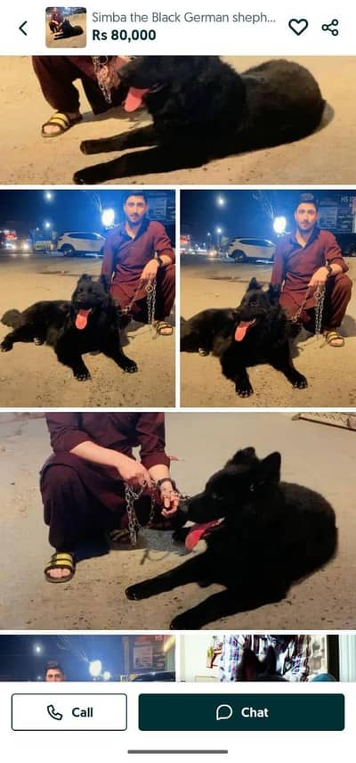 black German shepherd velentino bloodline only for stud available.