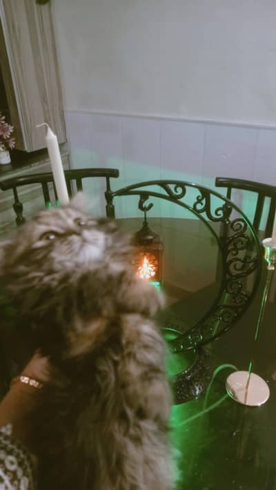 persian triple coat kitten