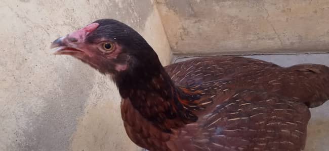 Best species desi murgi urgent sell price up due to eggs/chicks