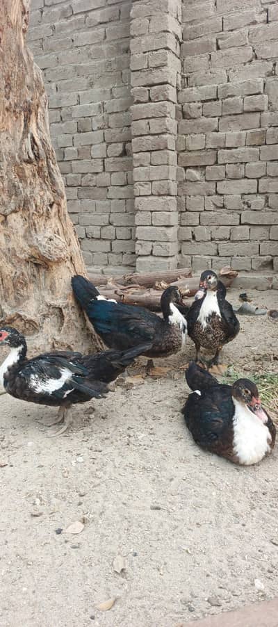 Chinese muscovy/chinese mug