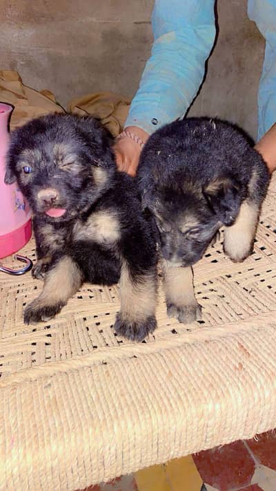 Garman shepherd puppy pair hy for sale argand sale