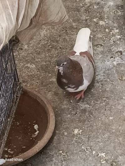 lal bun ghandedar sherazi  pair khal guliar pair