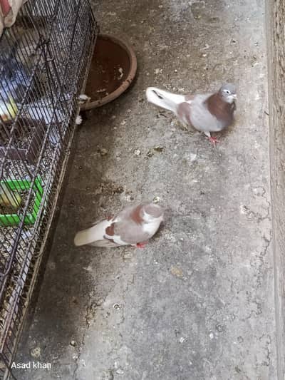 lal bun ghandedar sherazi  pair khal guliar pair