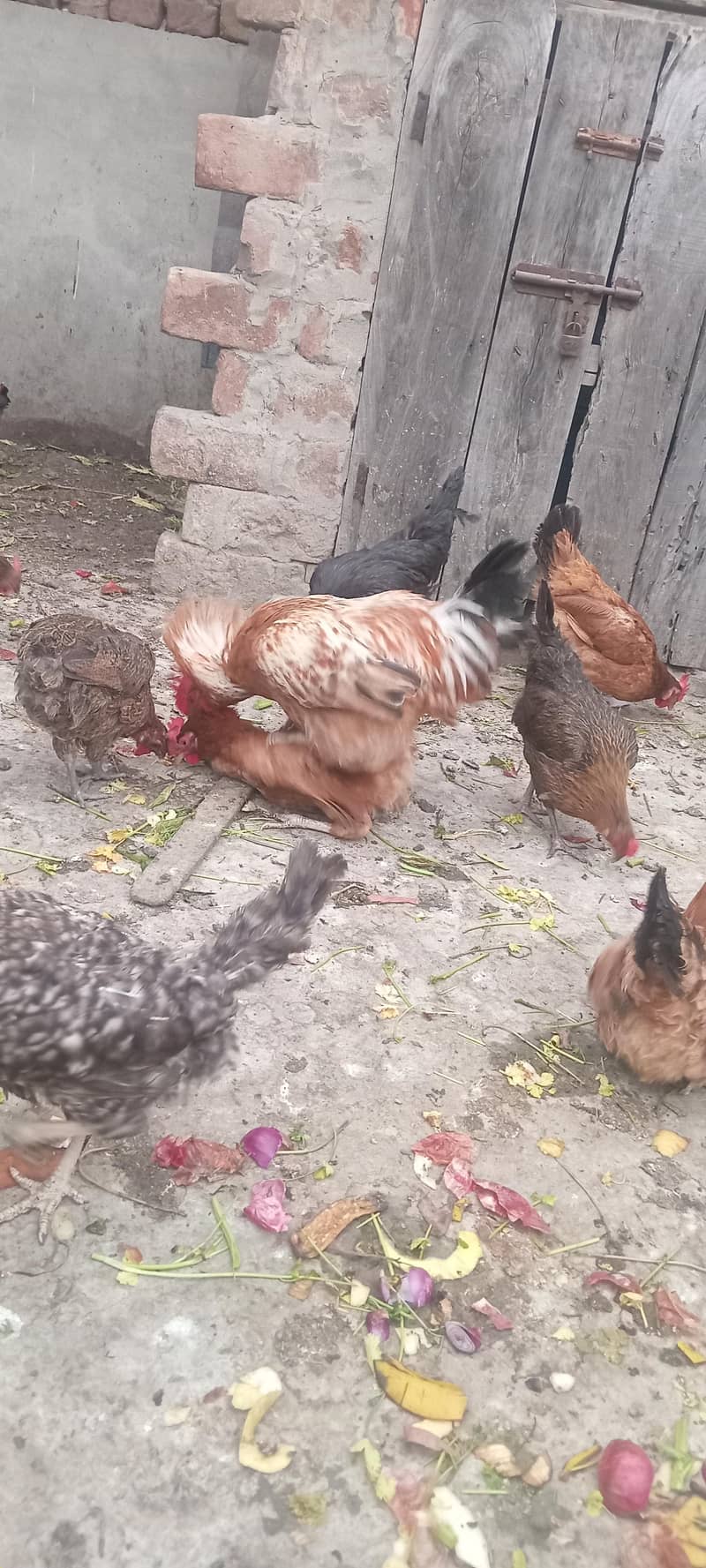 hens egg laying 0
