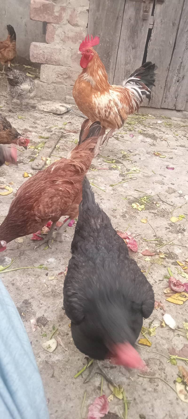 hens egg laying 1