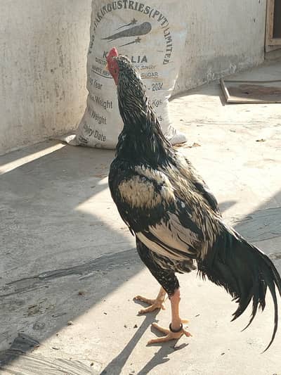 ya sab sell kr. na hai video b hai aik murga or 4 murgi ha or bacche ha