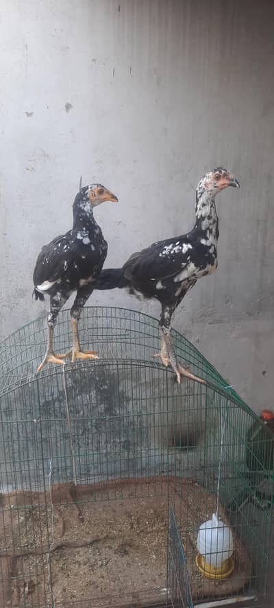 Turkish X Thai Chicks