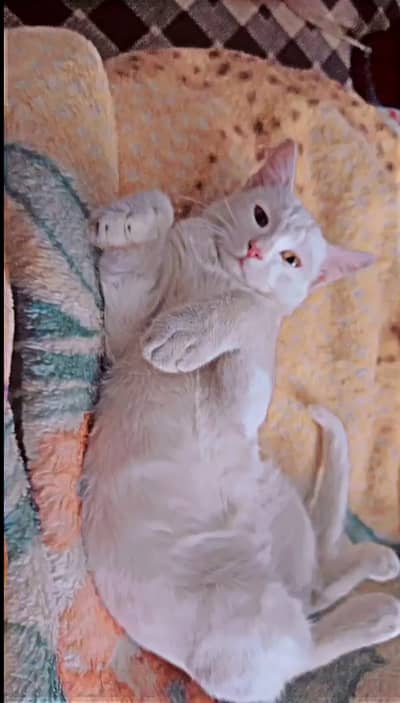 Male Litter-Trained Cat for Sale – Tuffy (8–9 Months Old)