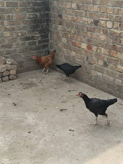 Aseel and Desi Hen Sell