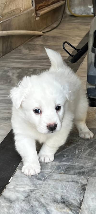 Russian Puppy for sale