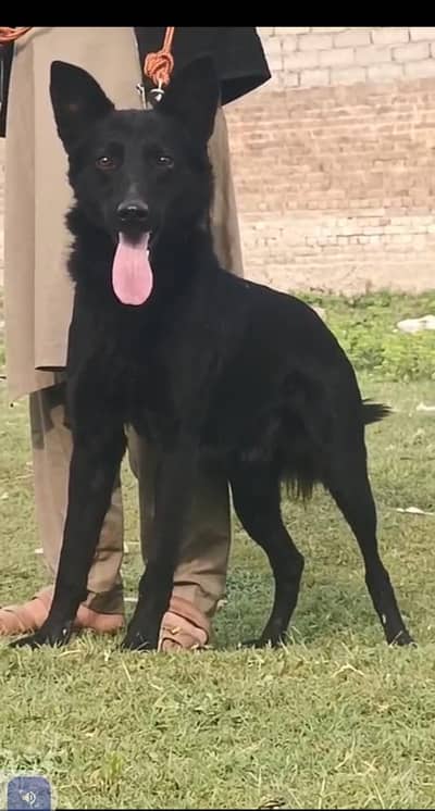 black BEL jump Shepherd for sale