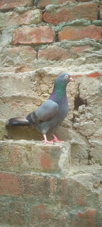 teddy haary madi mommi chunj