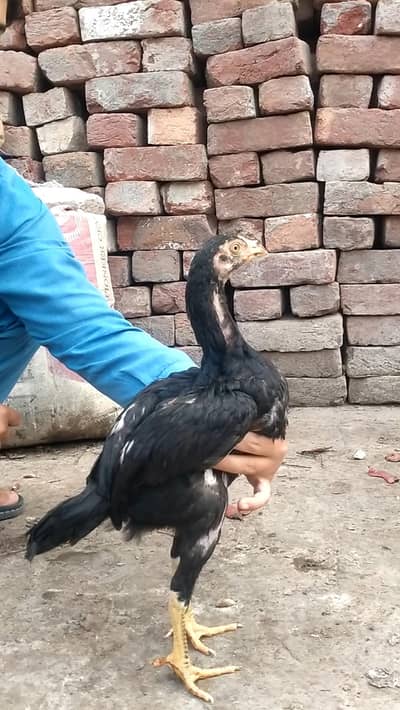 Band Gadhi Aseel Chicks For Sale