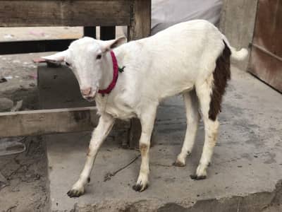 gulabi tedda 2 dantt khassi qurbani