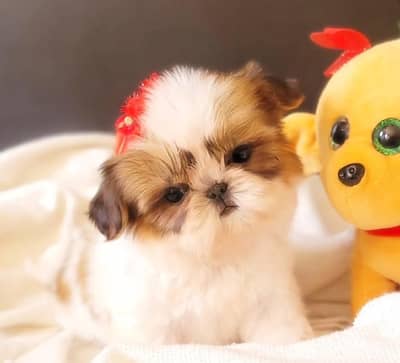 Top Quality Shihtzu Puppy