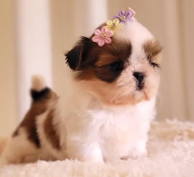 Top Quality Shihtzu Puppy