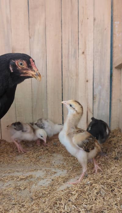 aseel chicks with madi i available