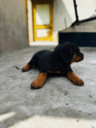 Premium Quality Female Rottweiler Puppy_vaccinated&Dowermed 41days old
