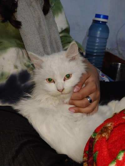 Persian cat 4 month old