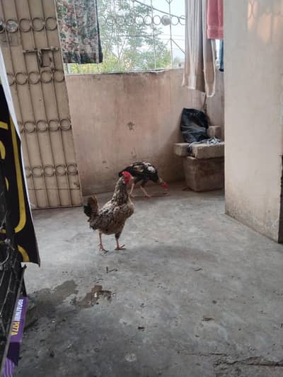 aseel jawa murgha  or misri murghi