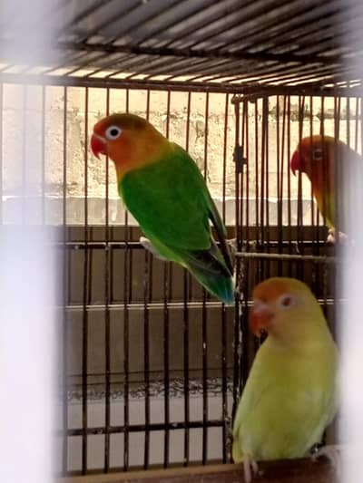 whole setup for sale with cage and boxes