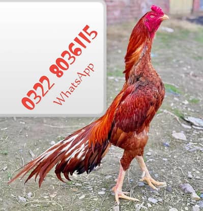 Aseel Murga For Sale Urgent