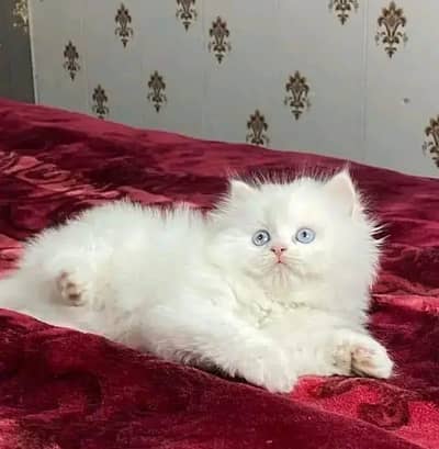 Persian cat for sale 2 month age Whatsapp no 03222352063