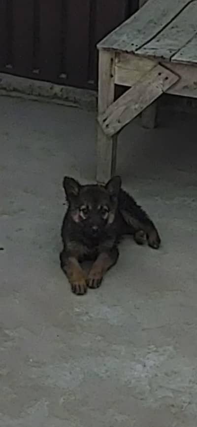 German shepherd double coat female puppy age 2 months