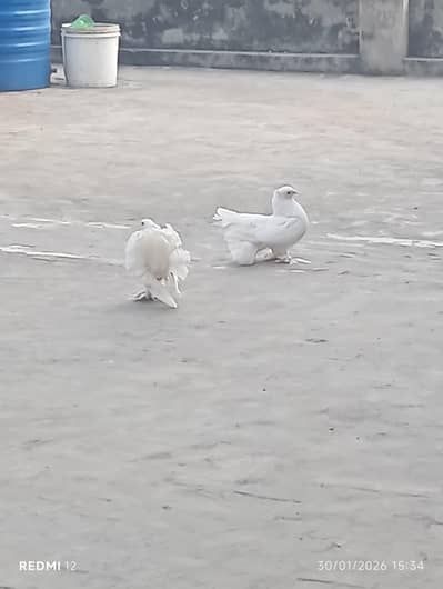 Indian lucky white colour pair