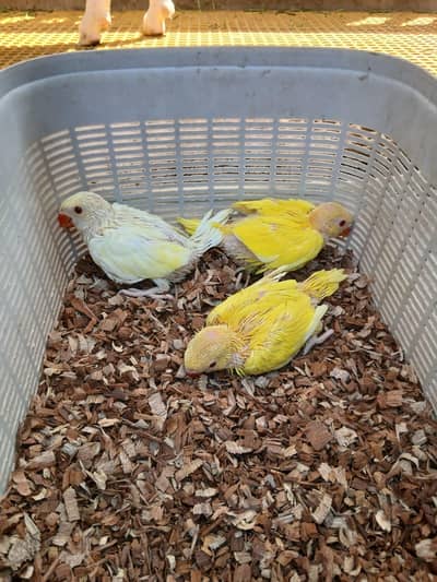 Yellow &  Cremino ringneck chicks
