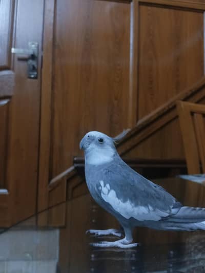 Hand-Tamed Whiteface Cockatiel for Sale