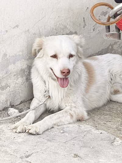 Labrador + golden retriever