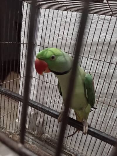 raw Kashmiri parrot 1 year ready to learn and speak
