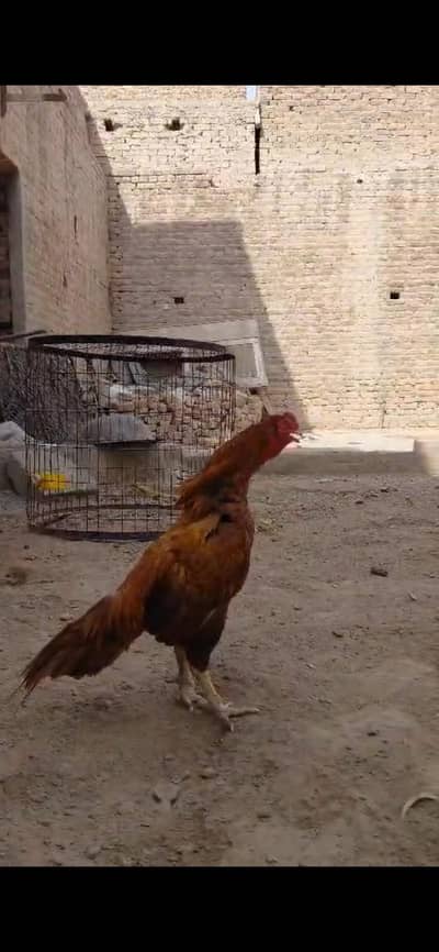 ASEEL HIGH QUALITY PEELA