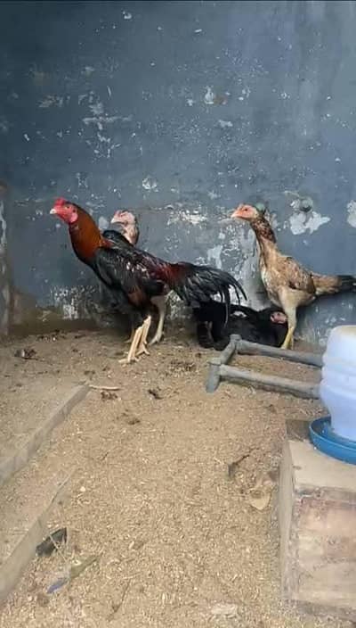 King Shamo Pair available for sale