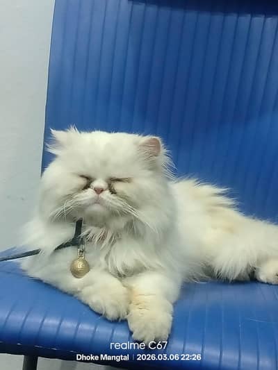 Persian cat pair for sale