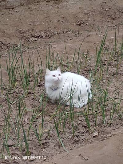 Persian cat 3rd coat