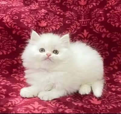 Persian Cat waite Colour Vaccination clear my WhatsApp 0344/049/7620