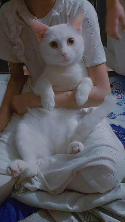 beautiful and healthy male persion single coated cat available