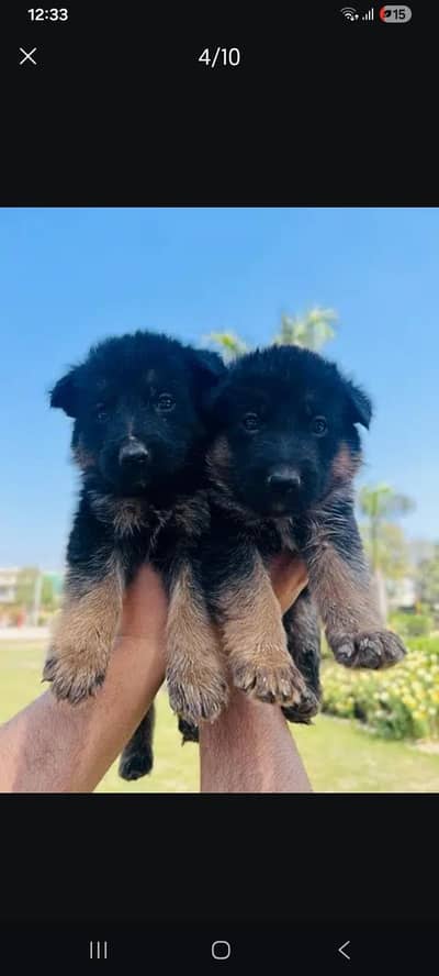 German Shaperd Puppies Looking for New Home